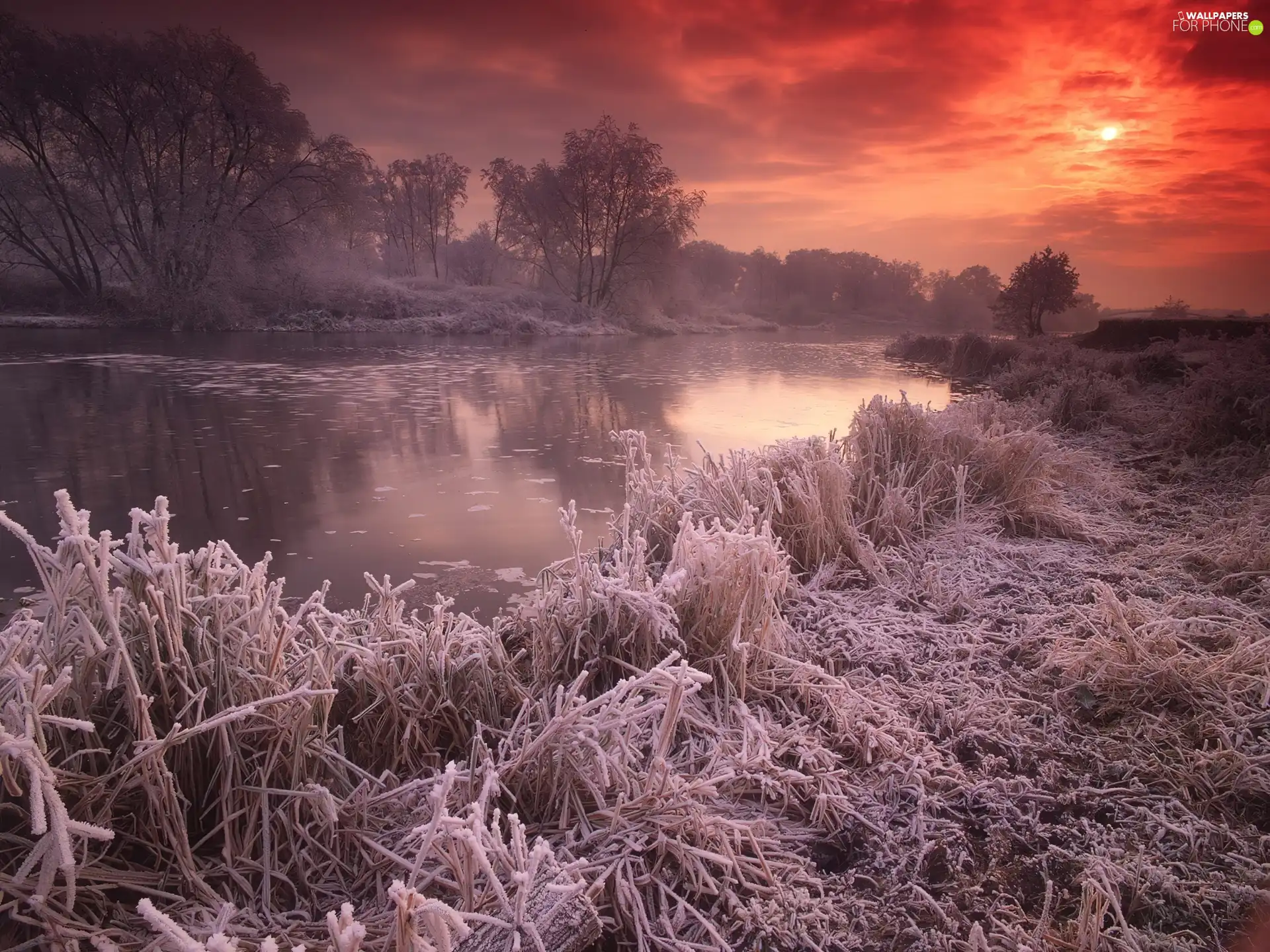 River, west, sun, forest