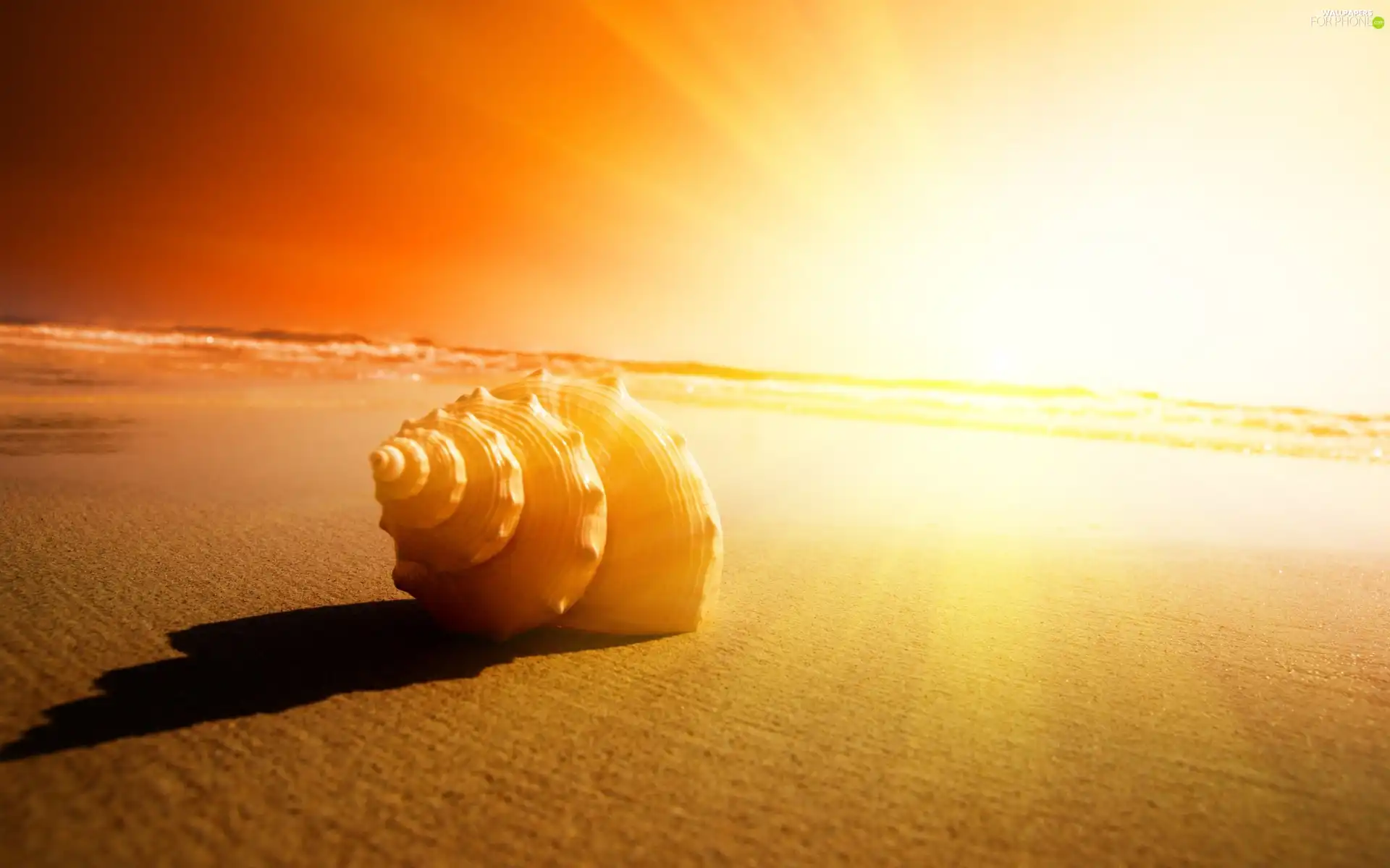 shell, west, sun, Beaches