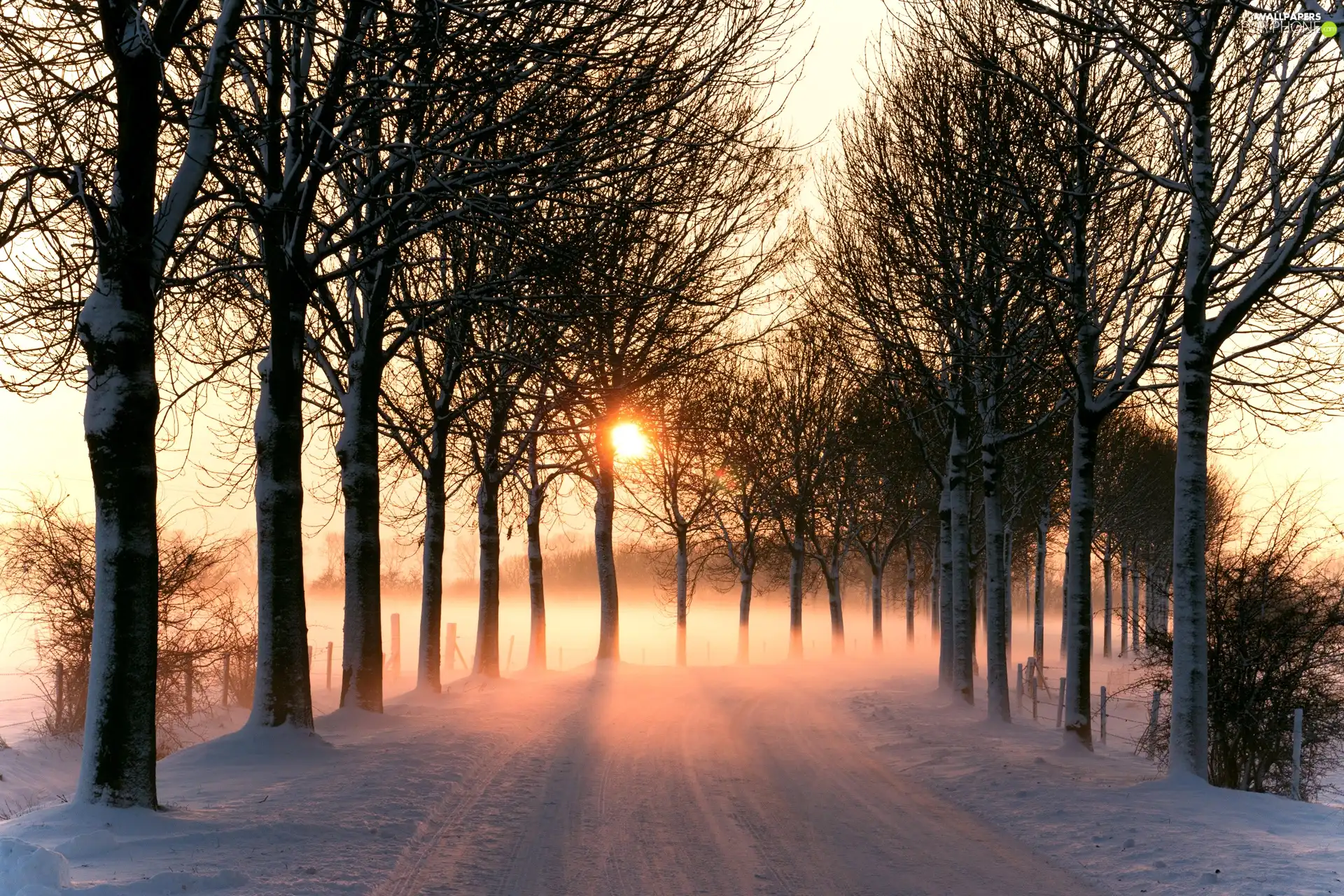 viewes, Way, sun, snow, Fog, trees