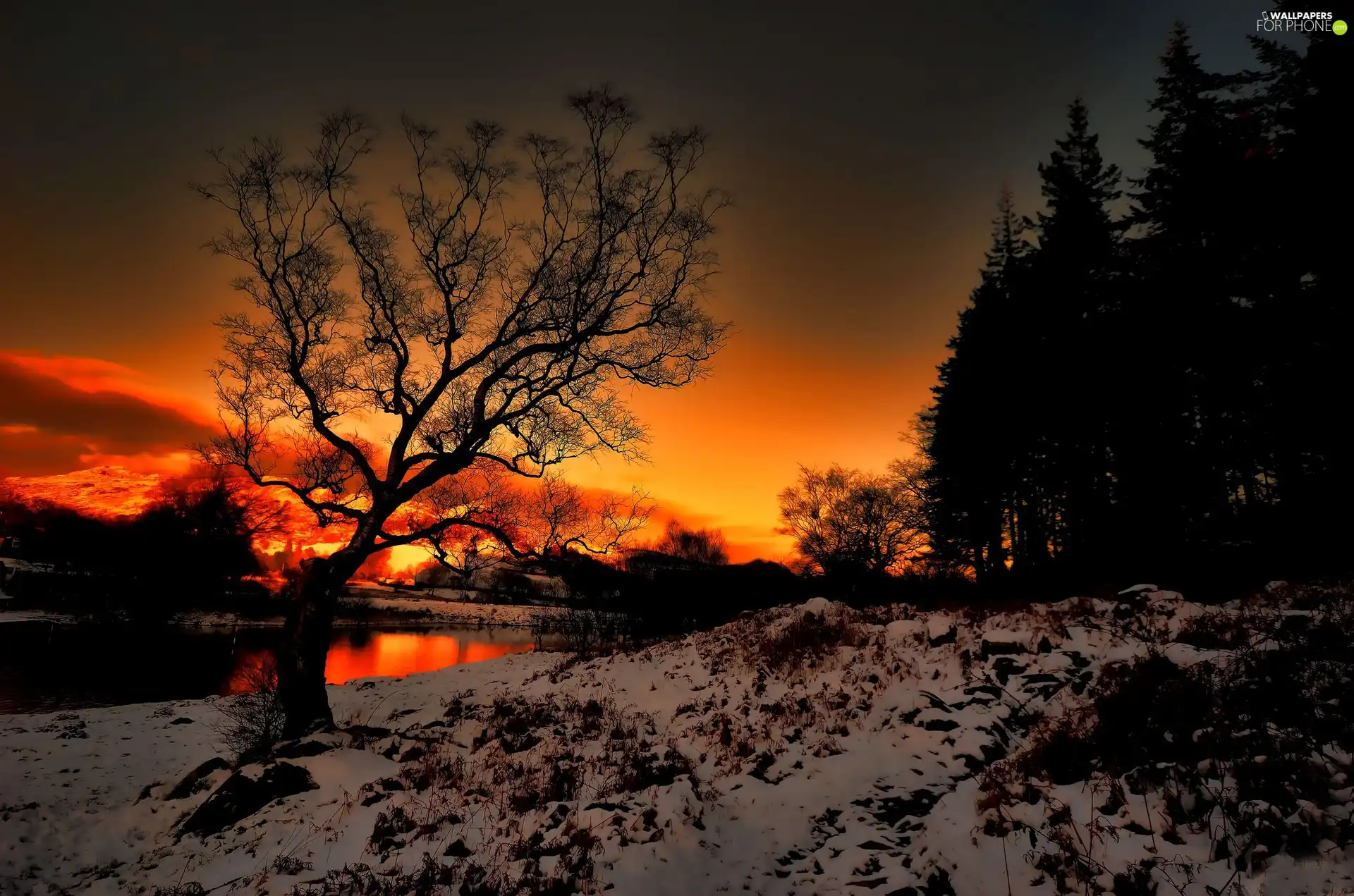 sun, snow, trees, west, River