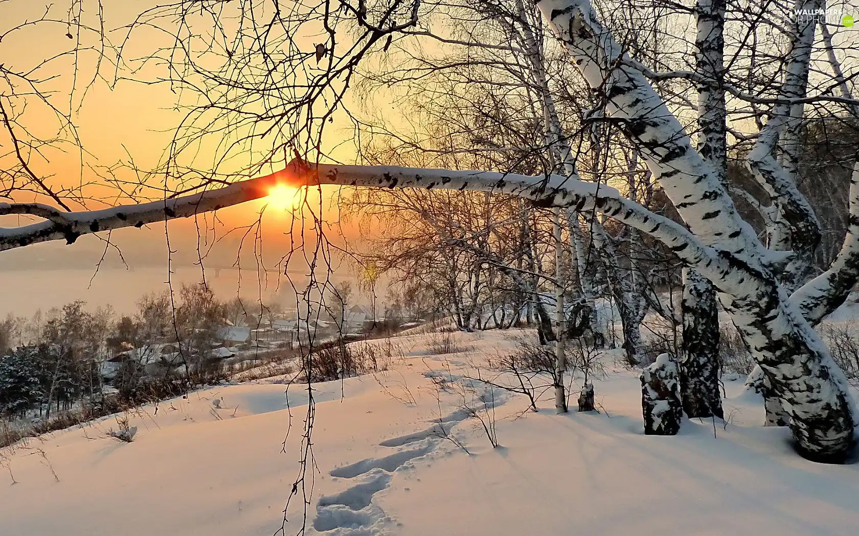 west, snow, birch-tree, traces, winter, sun, Houses