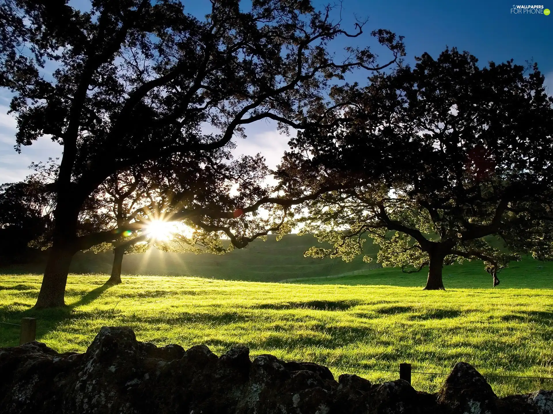 trees, grass, sun, viewes