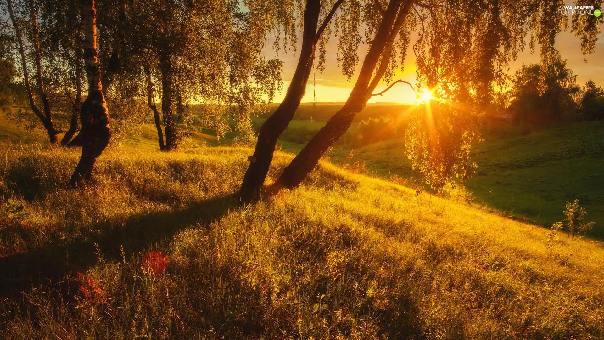 birch, Hill, trees, viewes, rays of the Sun