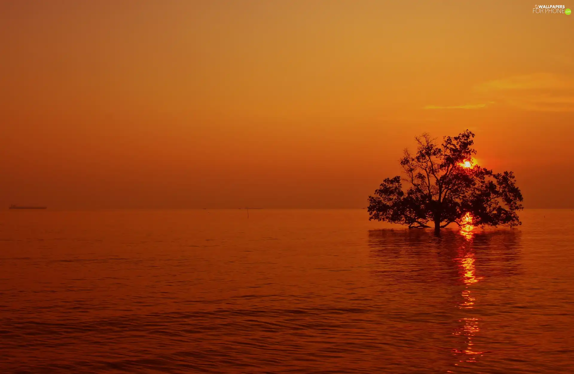 sun, sea, trees