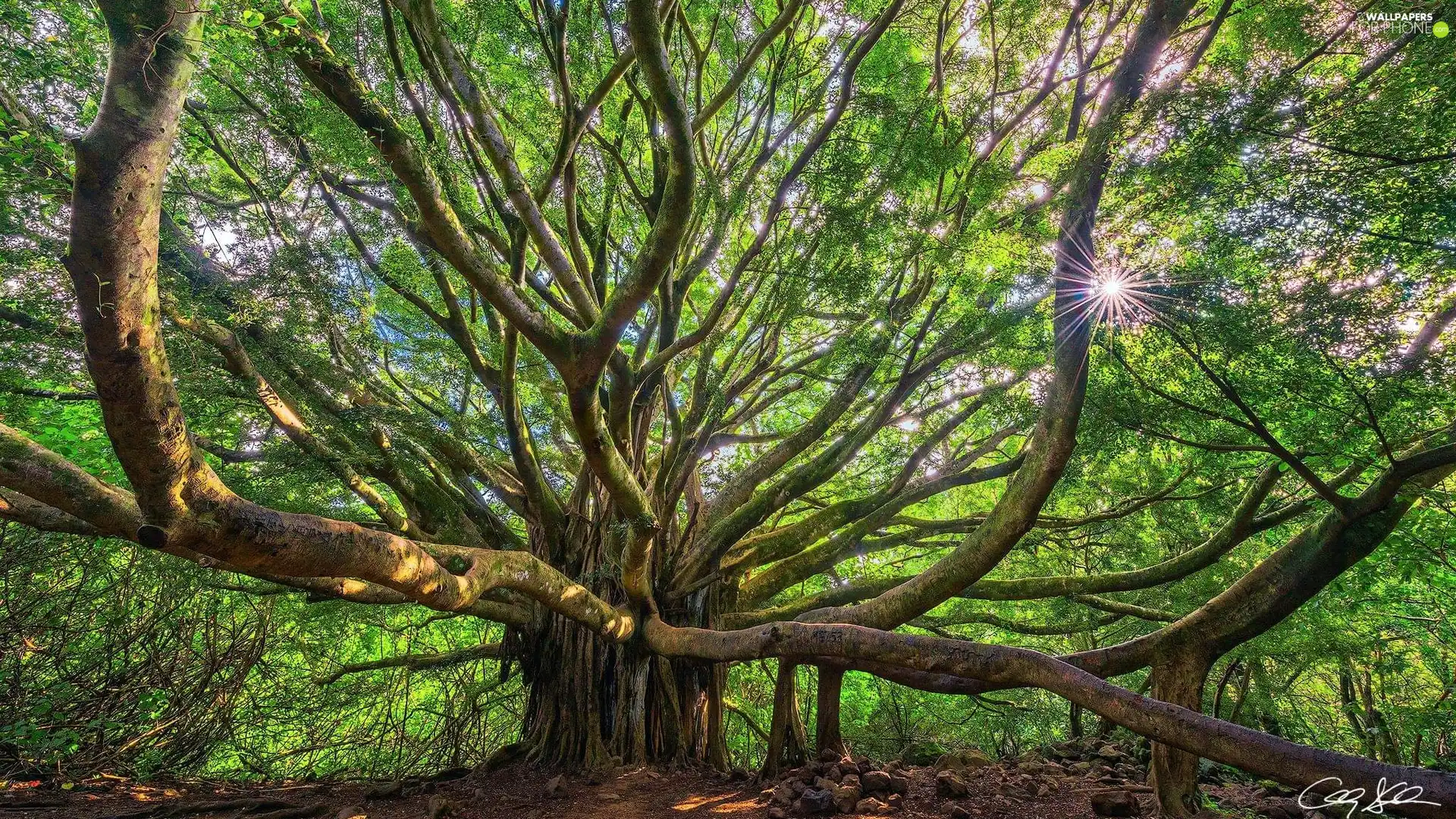 rays of the Sun, spreading, trees