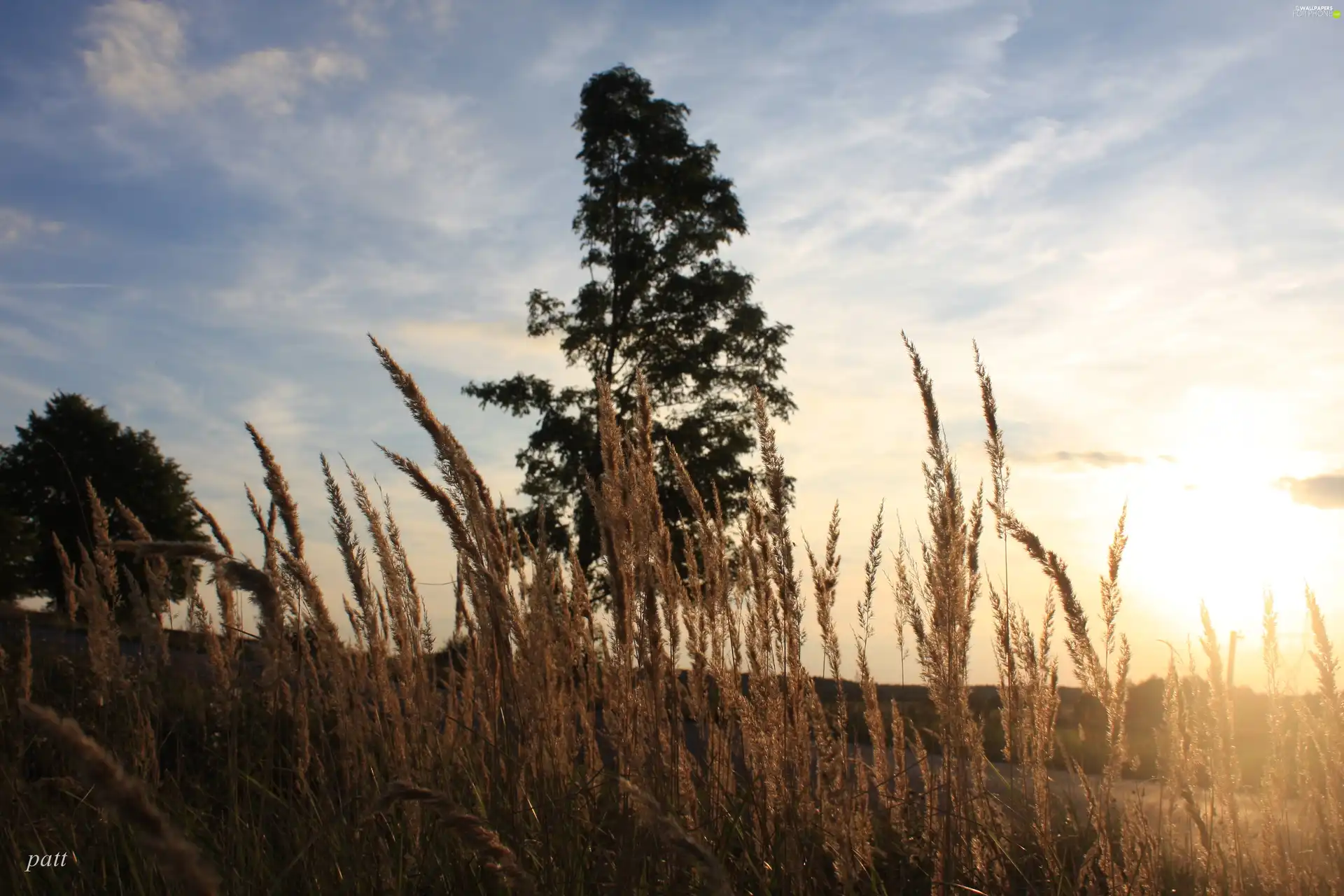 trees, west, sun, grass