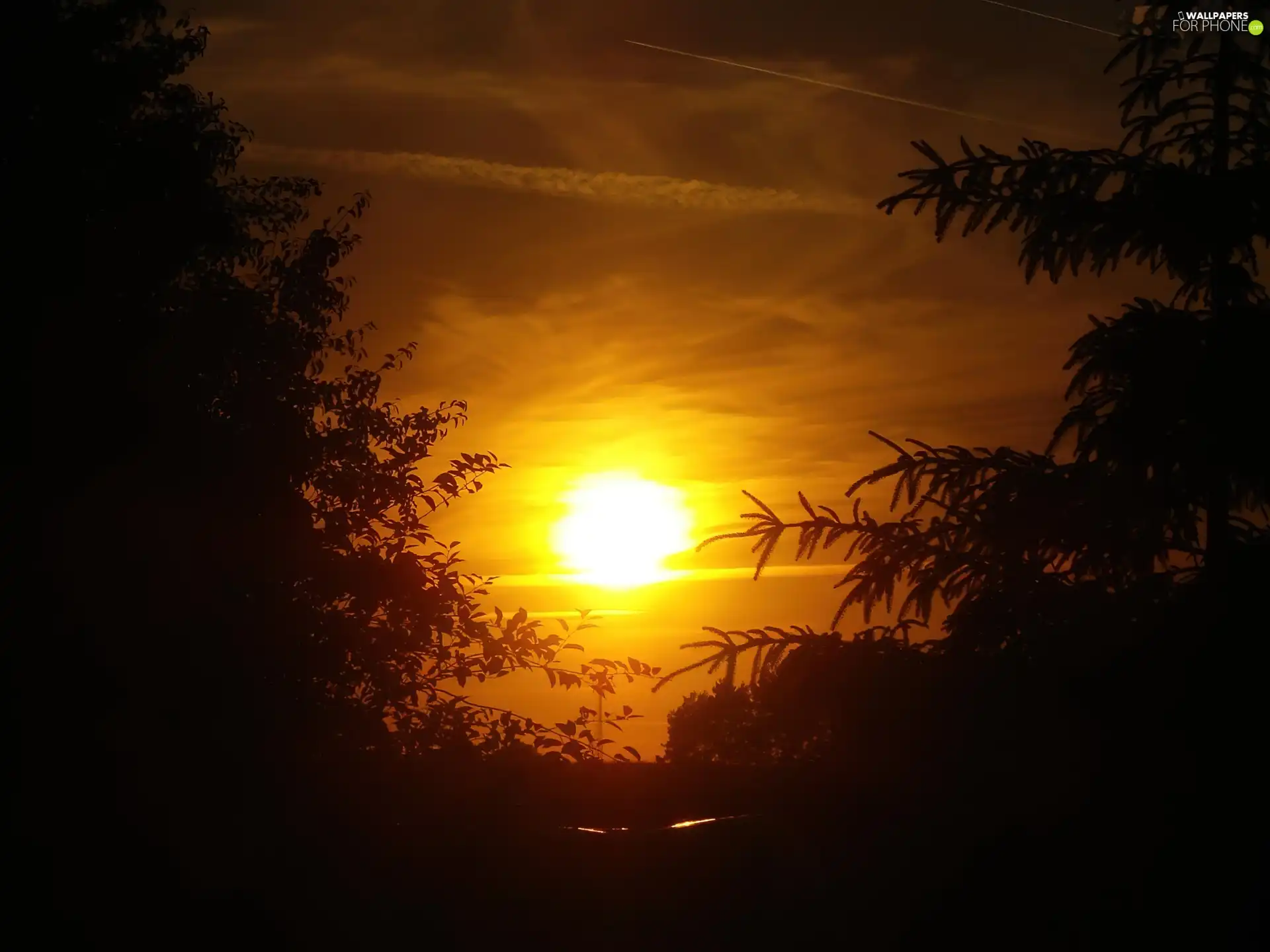 trees, west, sun, viewes