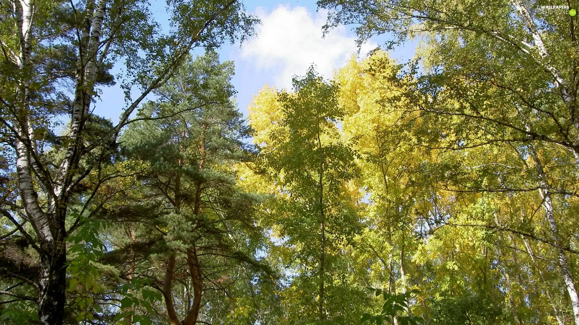 vertices, Przebijające, sun, trees