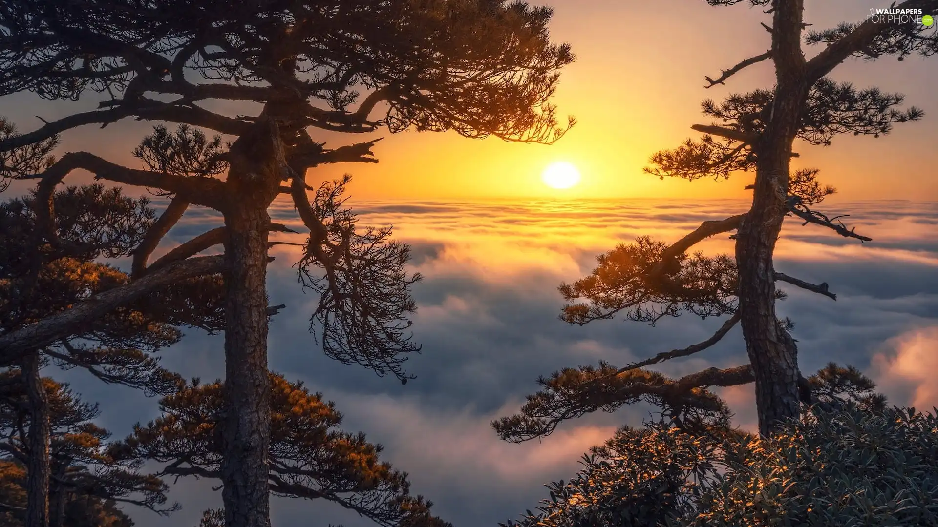 Fog, sun, viewes, pine, trees