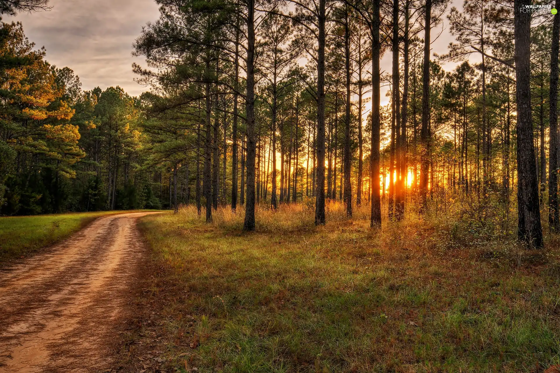 Way, west, sun, forest