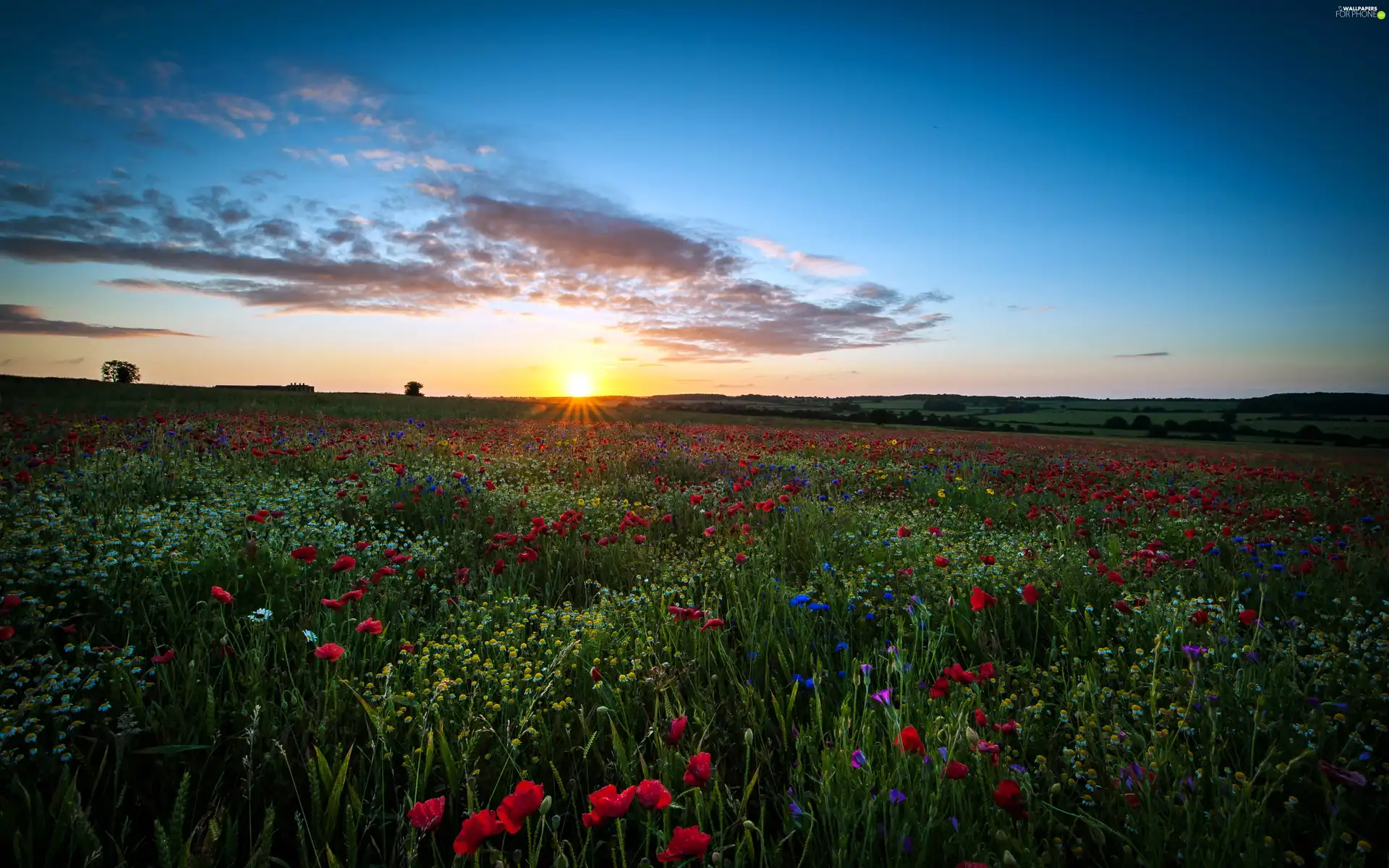 sun, Meadow, west