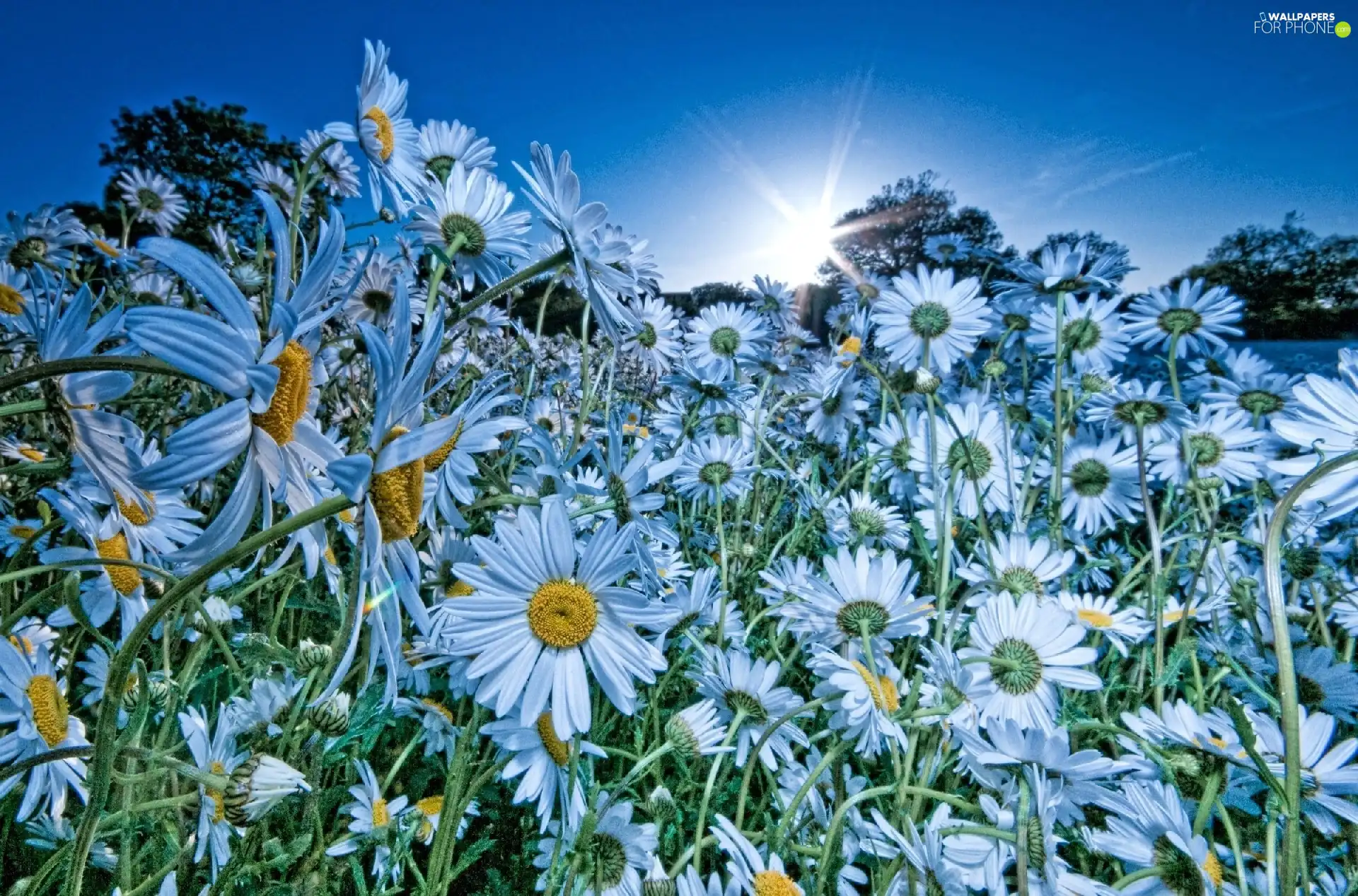 White, rays, sun, Flowers