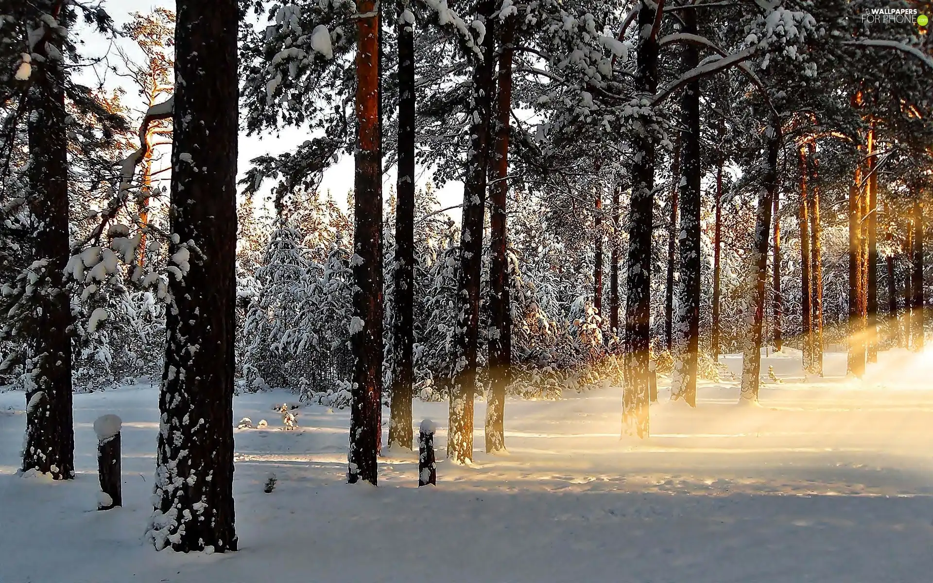 winter, glamour, sun, forest