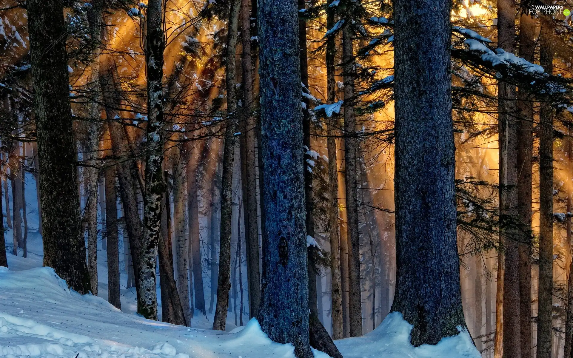 winter, rays, sun, forest