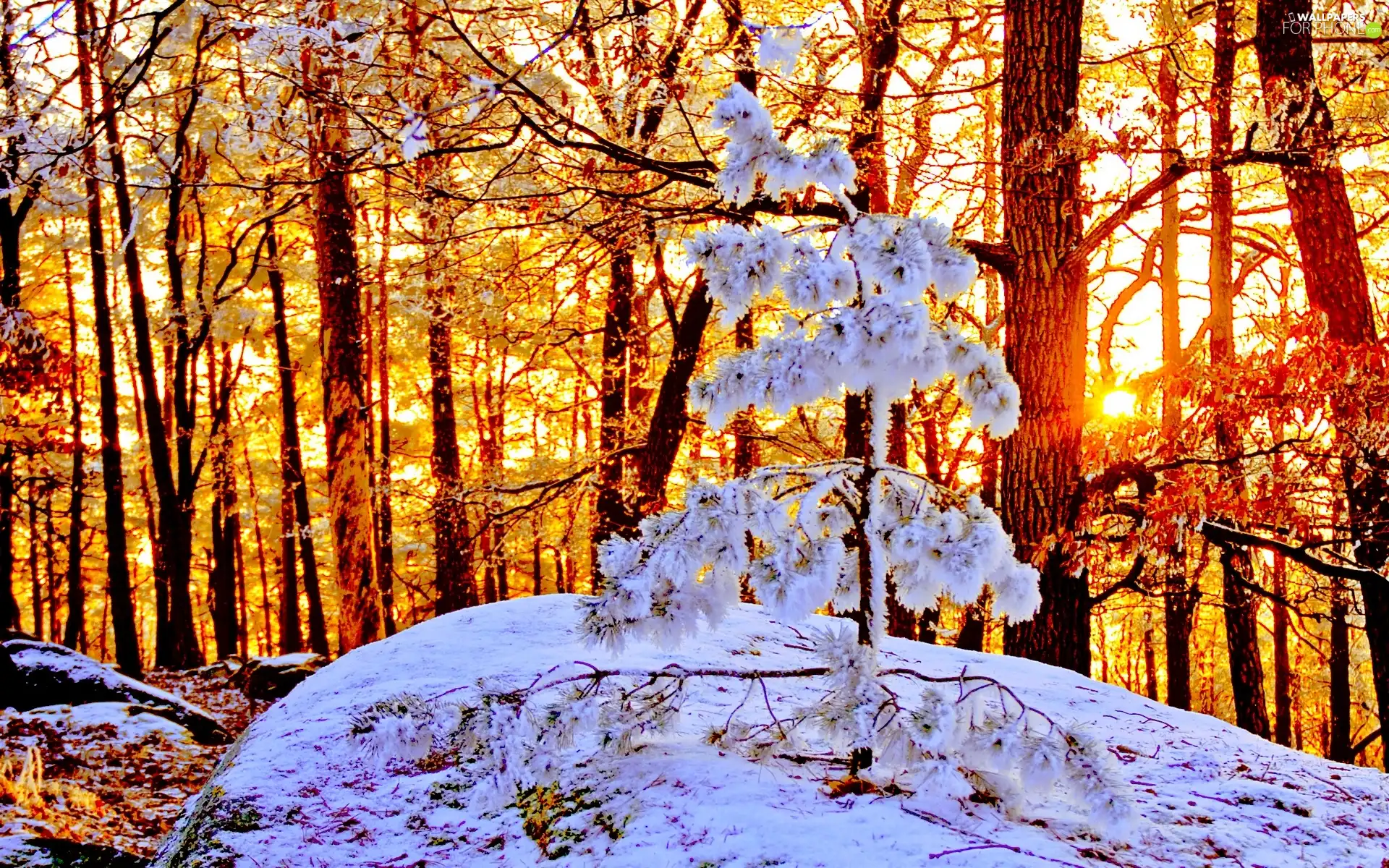 winter, snow, sun, forest