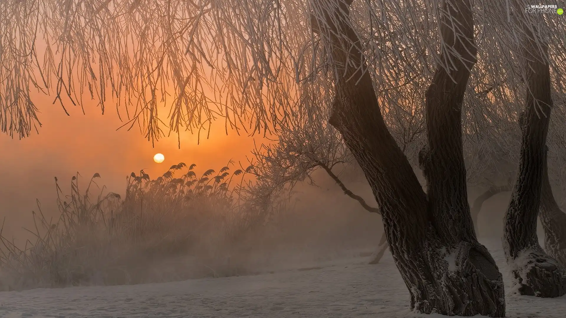 winter, viewes, sun, trees