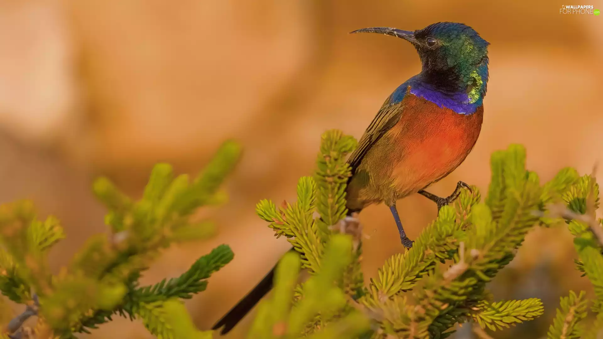 Bird, Orange-breasted Sunbird, Twigs, humming-bird