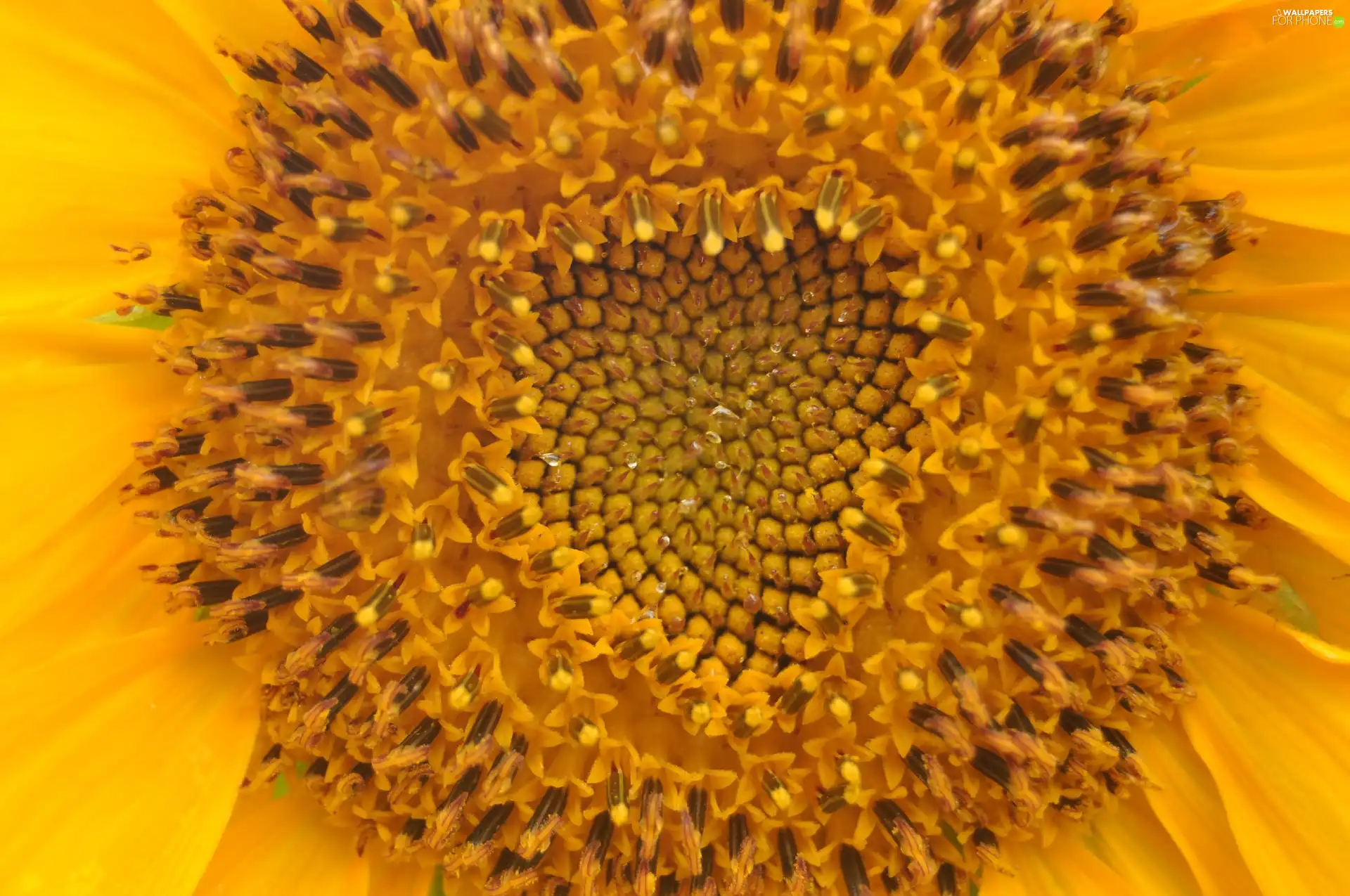 Centre, sunflower