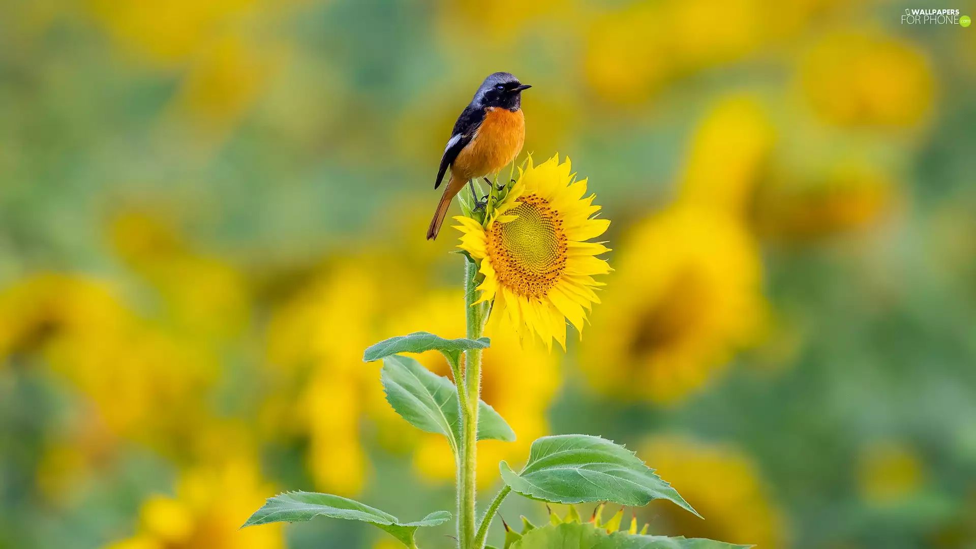 Bird, Colourfull Flowers, Sunflower, Redstart Chinese