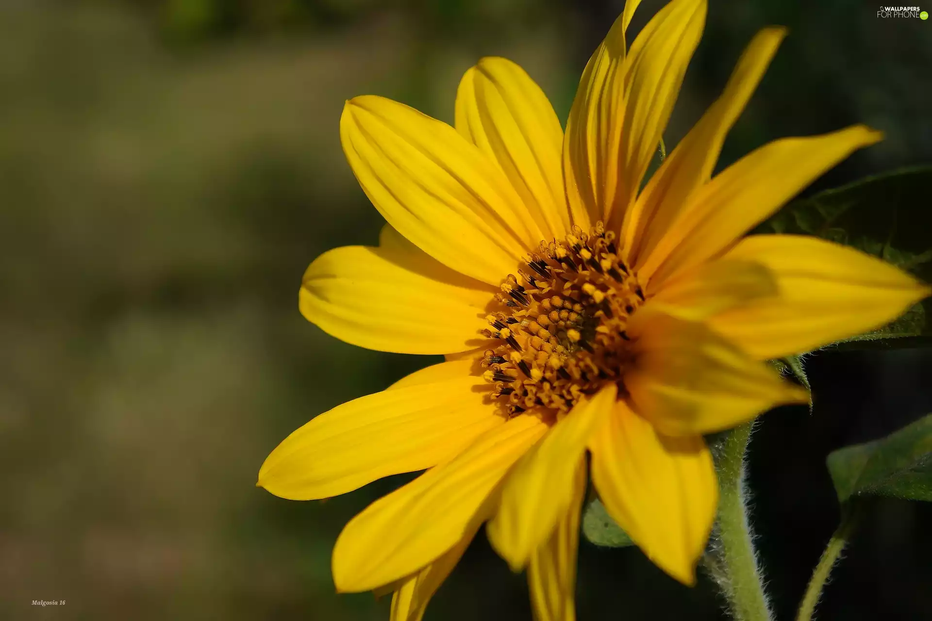Sunflower decorative