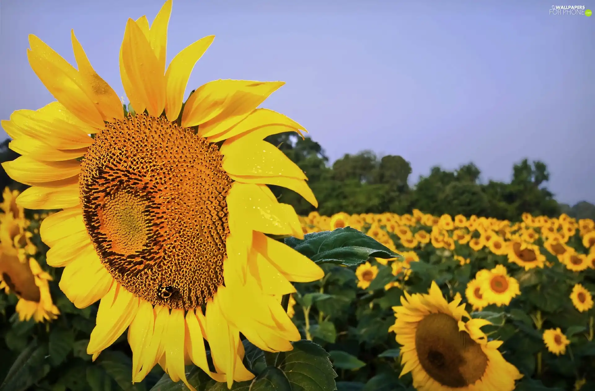 Field, Sunflower