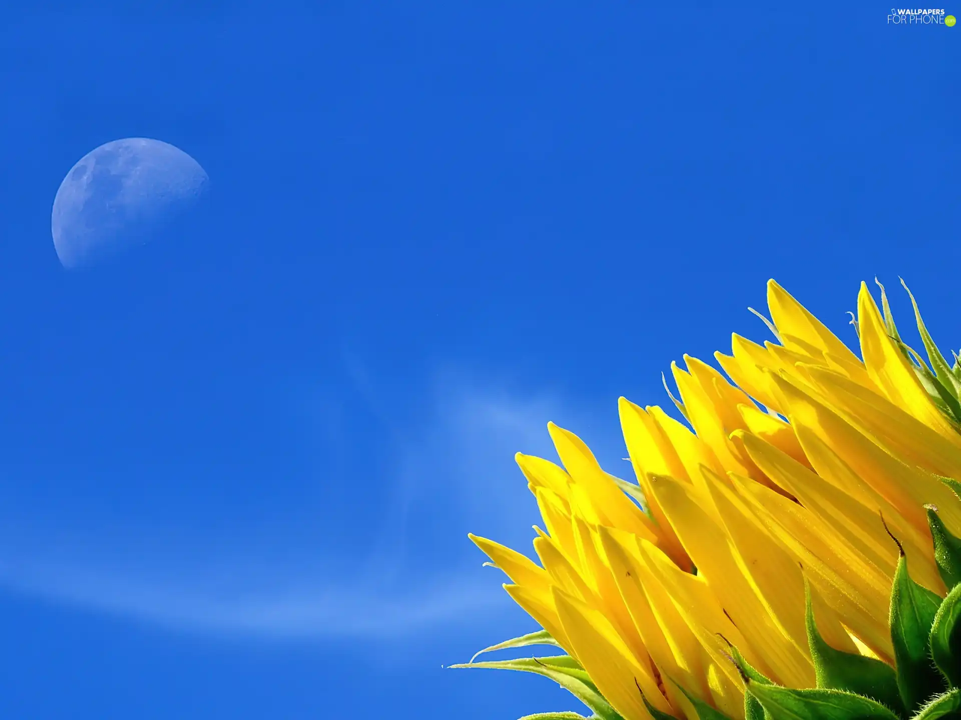 sunflower, undeveloped, flakes