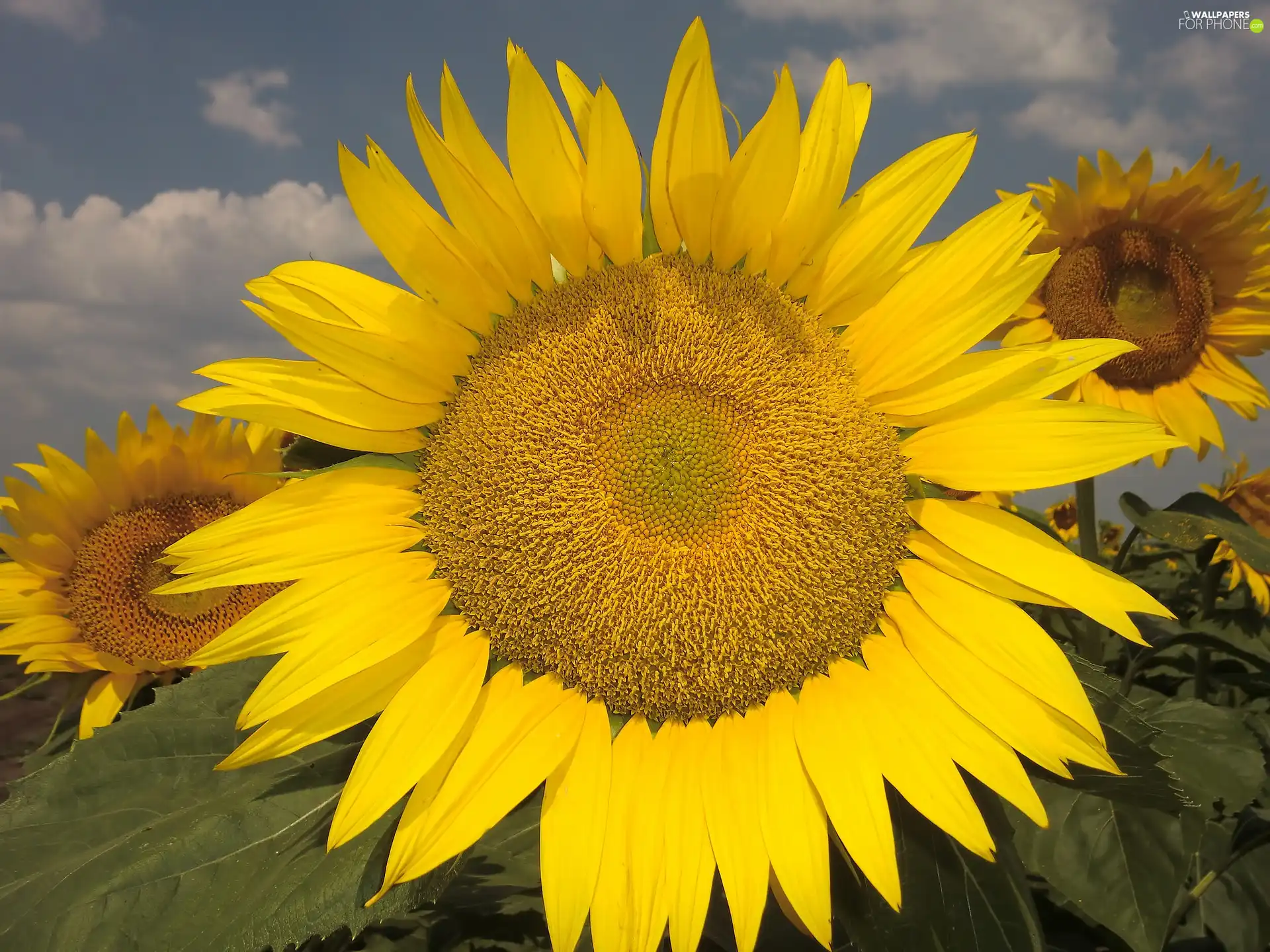Colourfull Flowers, Yellow, Sunflower