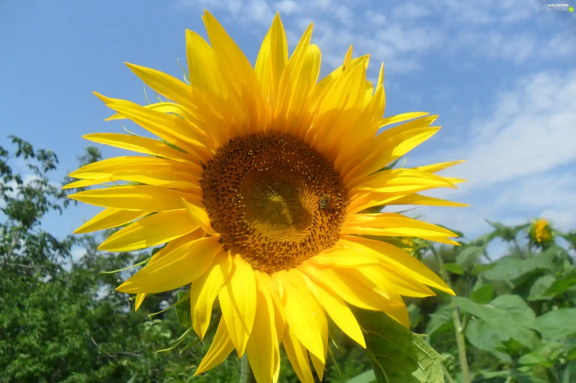 handsome, Sunflower