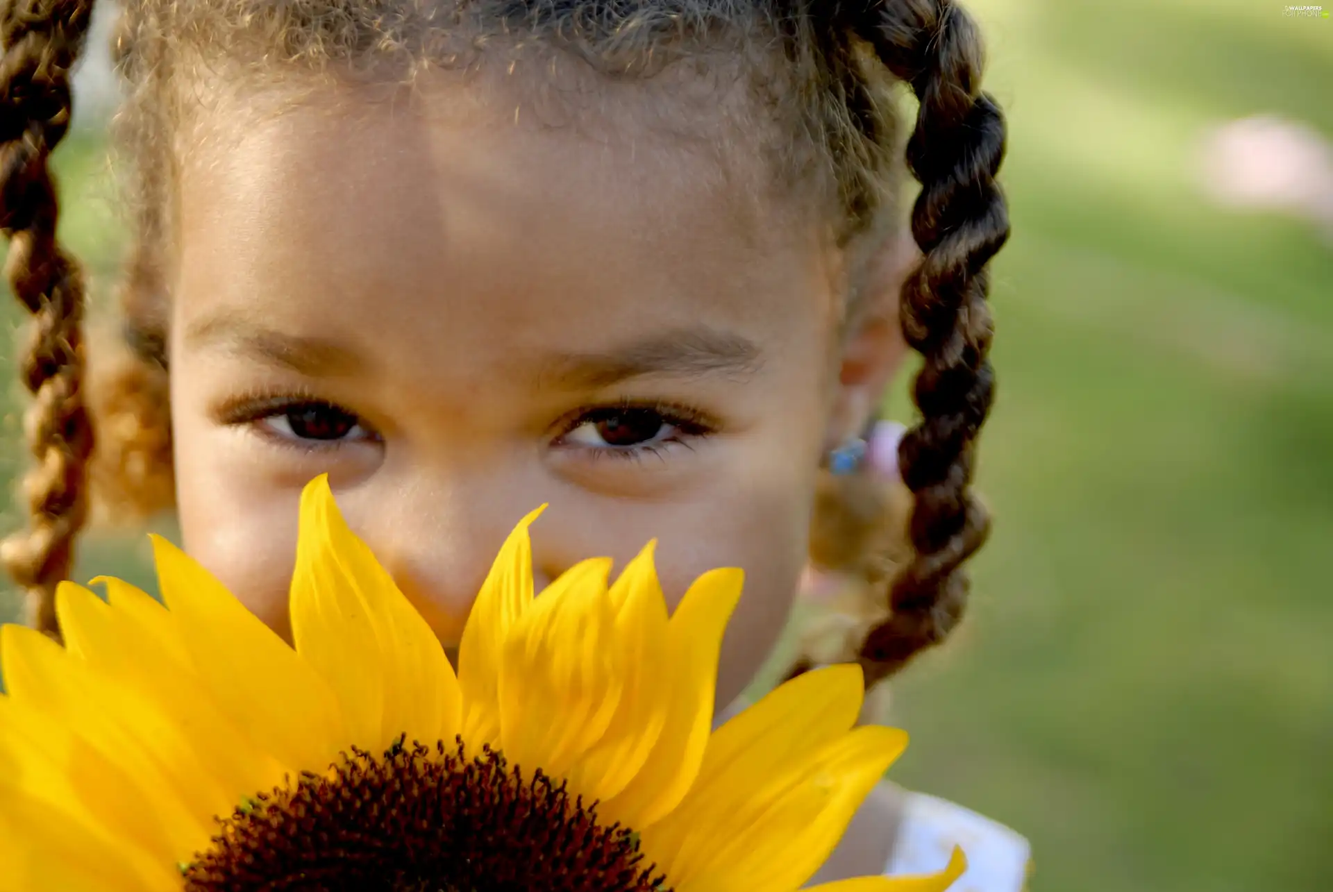 Sunflower, girl, pigtail