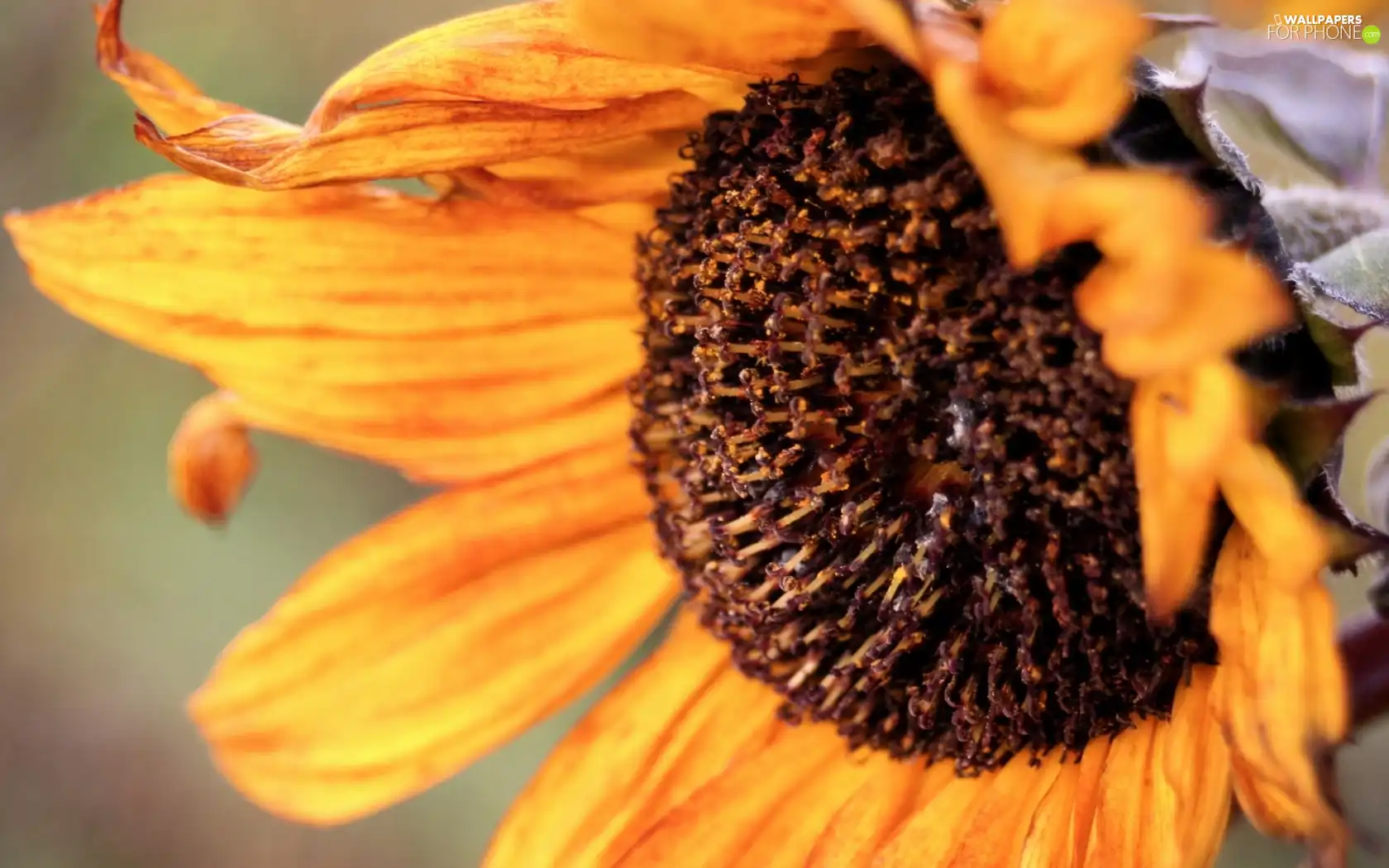 withered, Sunflower