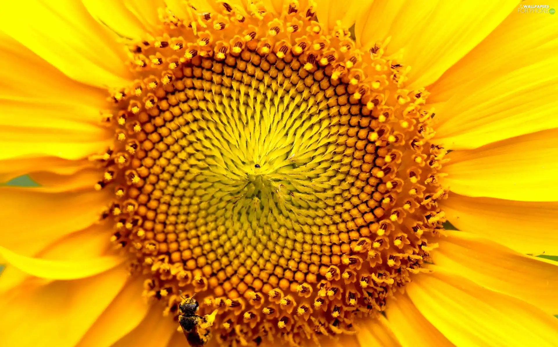Yellow, Sunflower