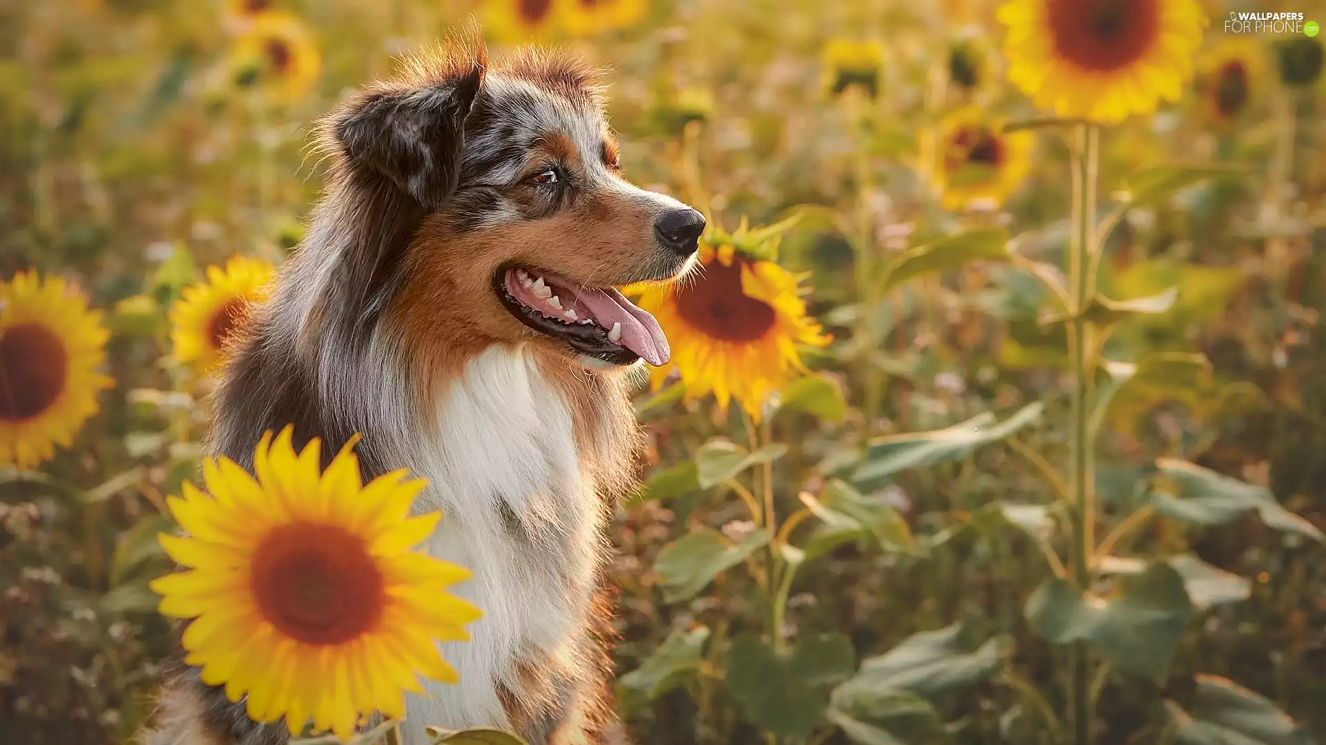 Nice sunflowers, dog, Australian Shepherd