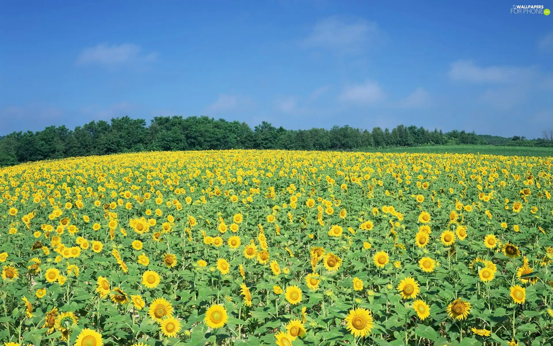 Field, sunflowers