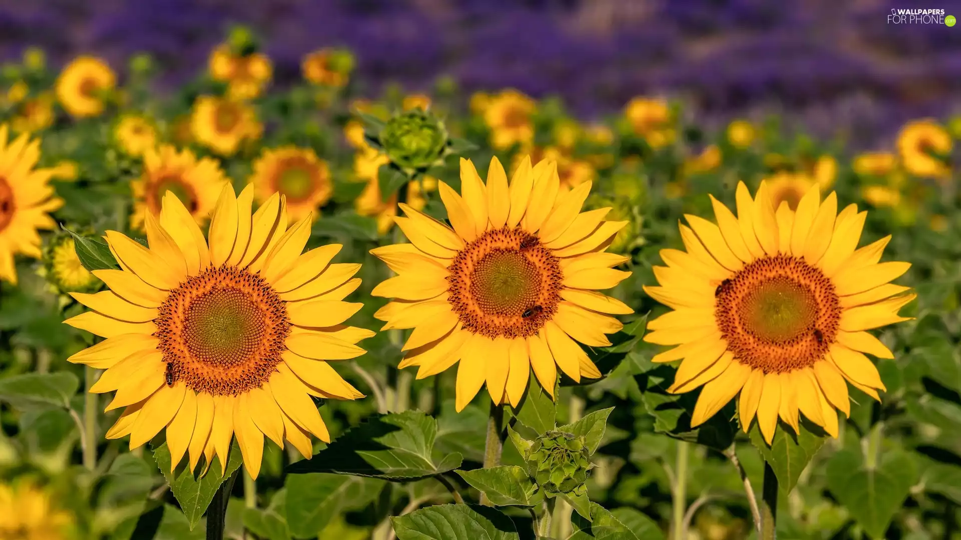 Insect, Bees, Nice sunflowers, Leaf, Flowers