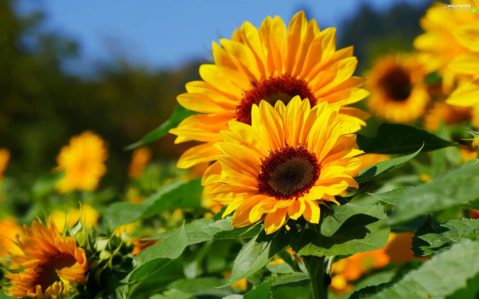 Flowers, Yellow, Nice sunflowers
