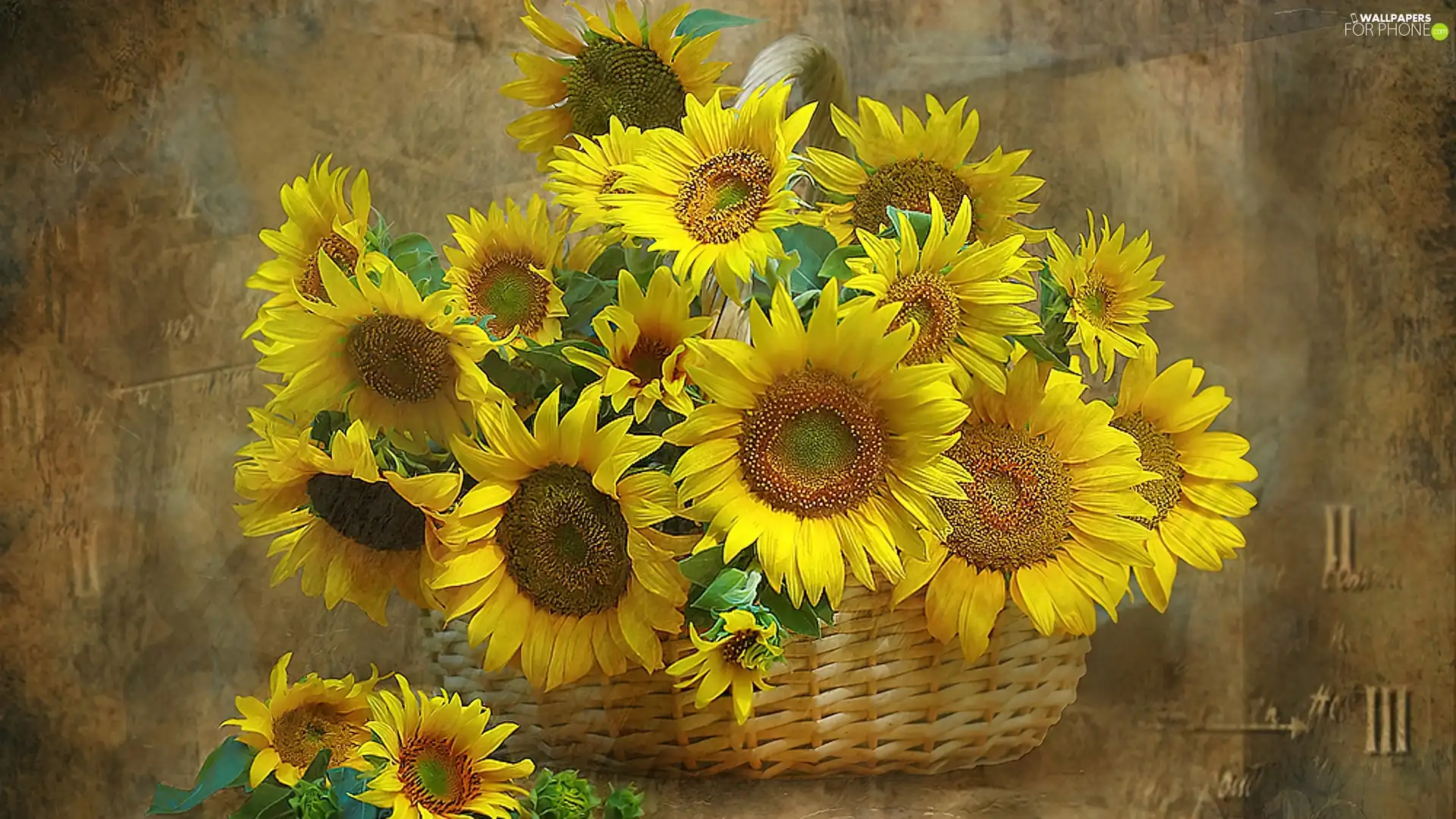 sunflowers, basket, full