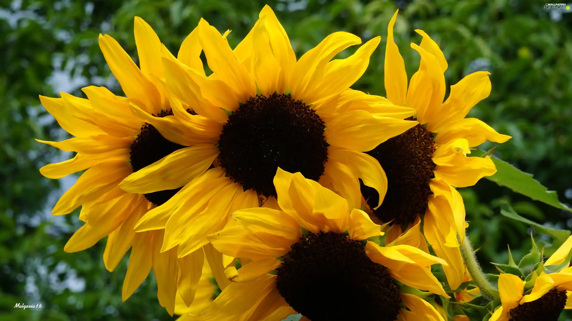 Bloom, Nice sunflowers