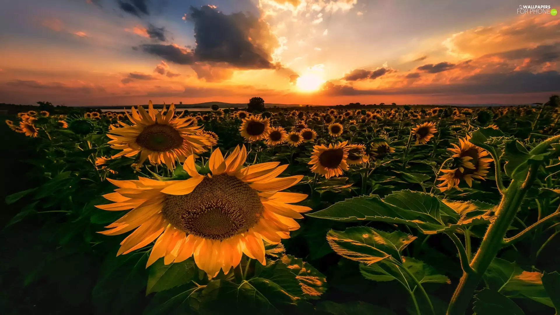 Nice sunflowers, Sunrise, clouds, Field