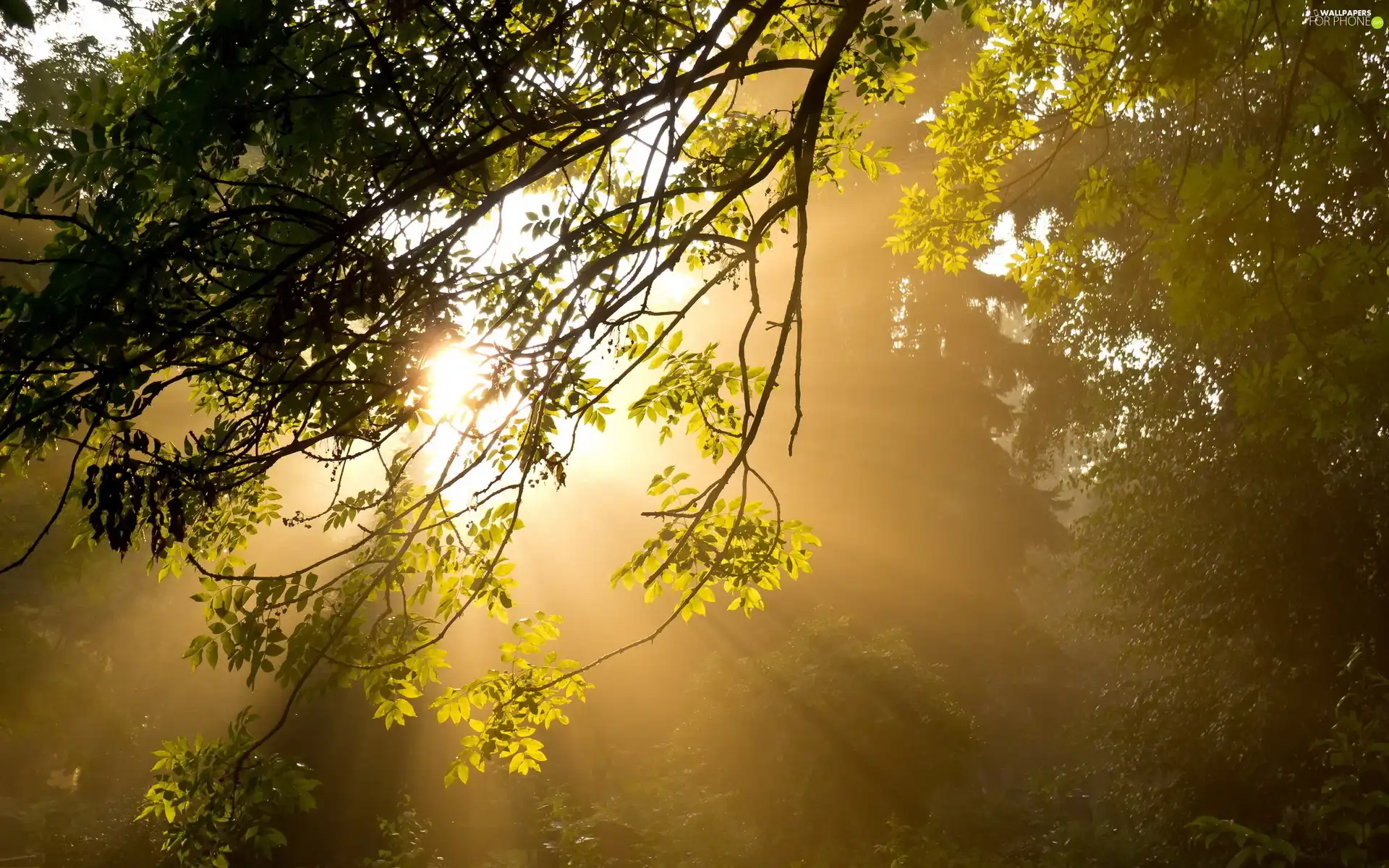 viewes, forest, sunny, autumn, rays, trees