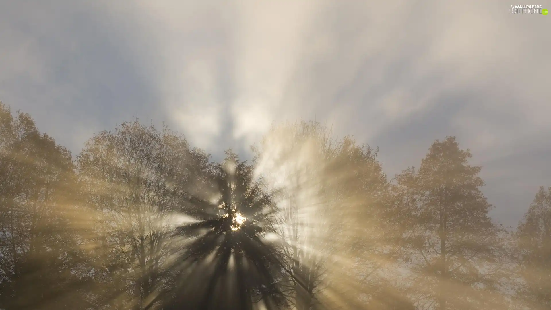 sunny, forest, rays