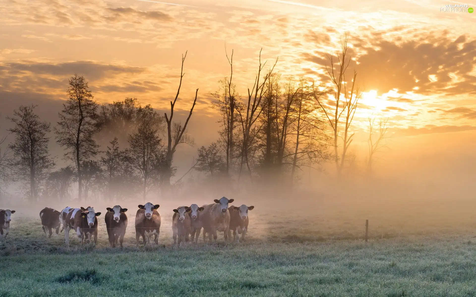 trees, pasture, Fog, Sunrise, viewes, Cows