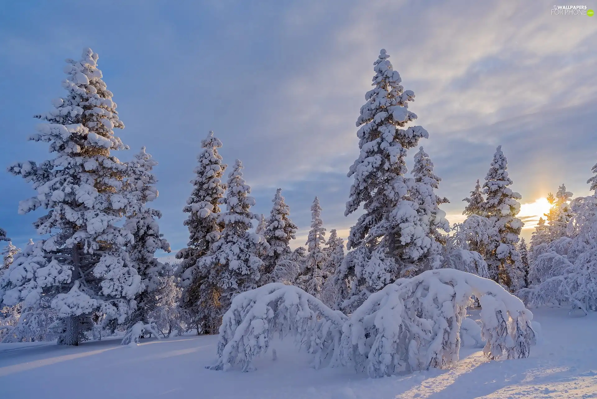 Spruces, Sunrise, forest, Snowy, winter