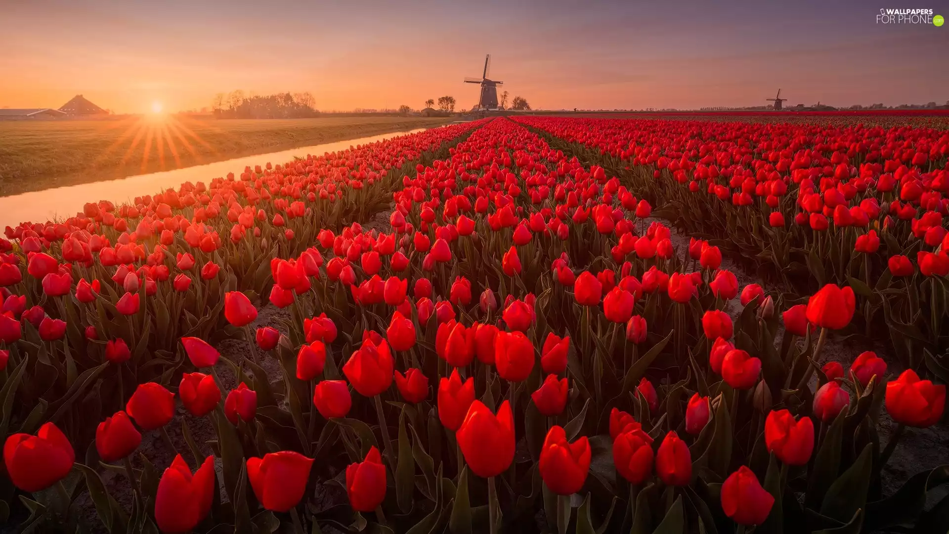 Windmills, Sunrise, Red, Tulips, plantation
