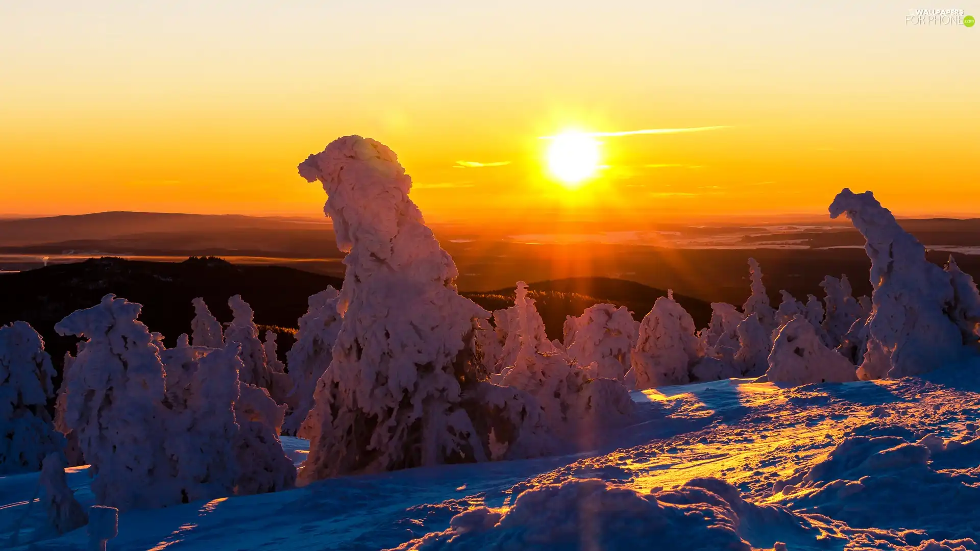 trees, winter, Snowy, Sunrise, viewes, snow