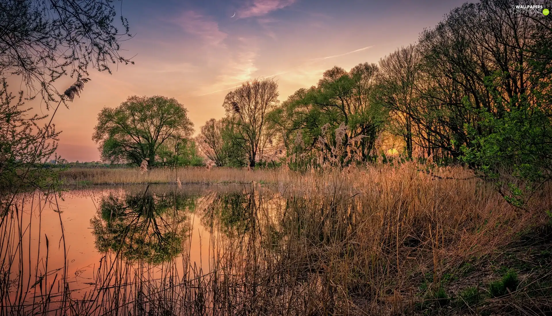 viewes, lake, moon, Sunrise, rushes, trees