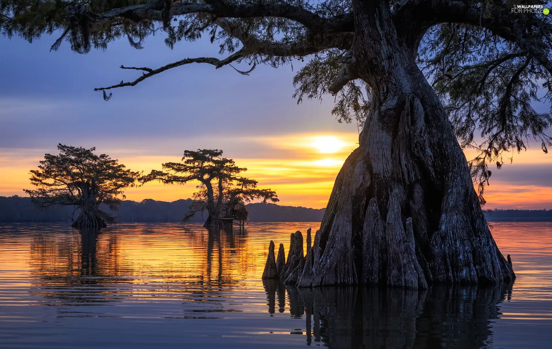 viewes, lake, Stems, Sunrise, Broad, trees