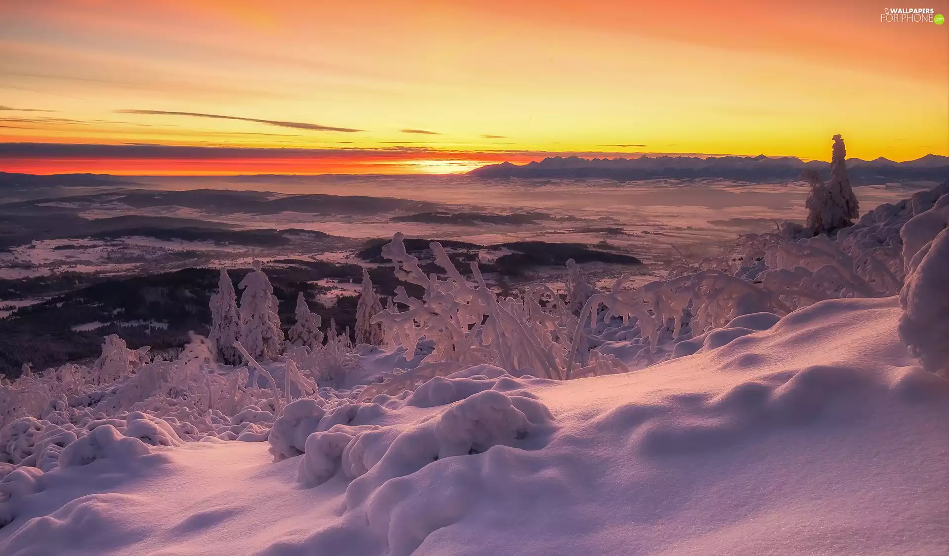 Plants, Sunrise, trees, viewes, winter