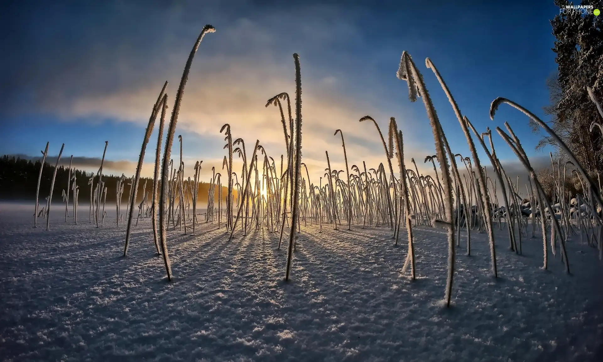 Sunrise, winter, VEGETATION