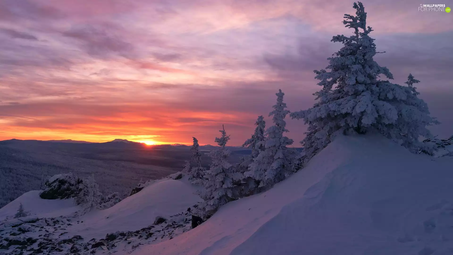 viewes, Mountains, Great Sunsets, winter, Spruces, trees