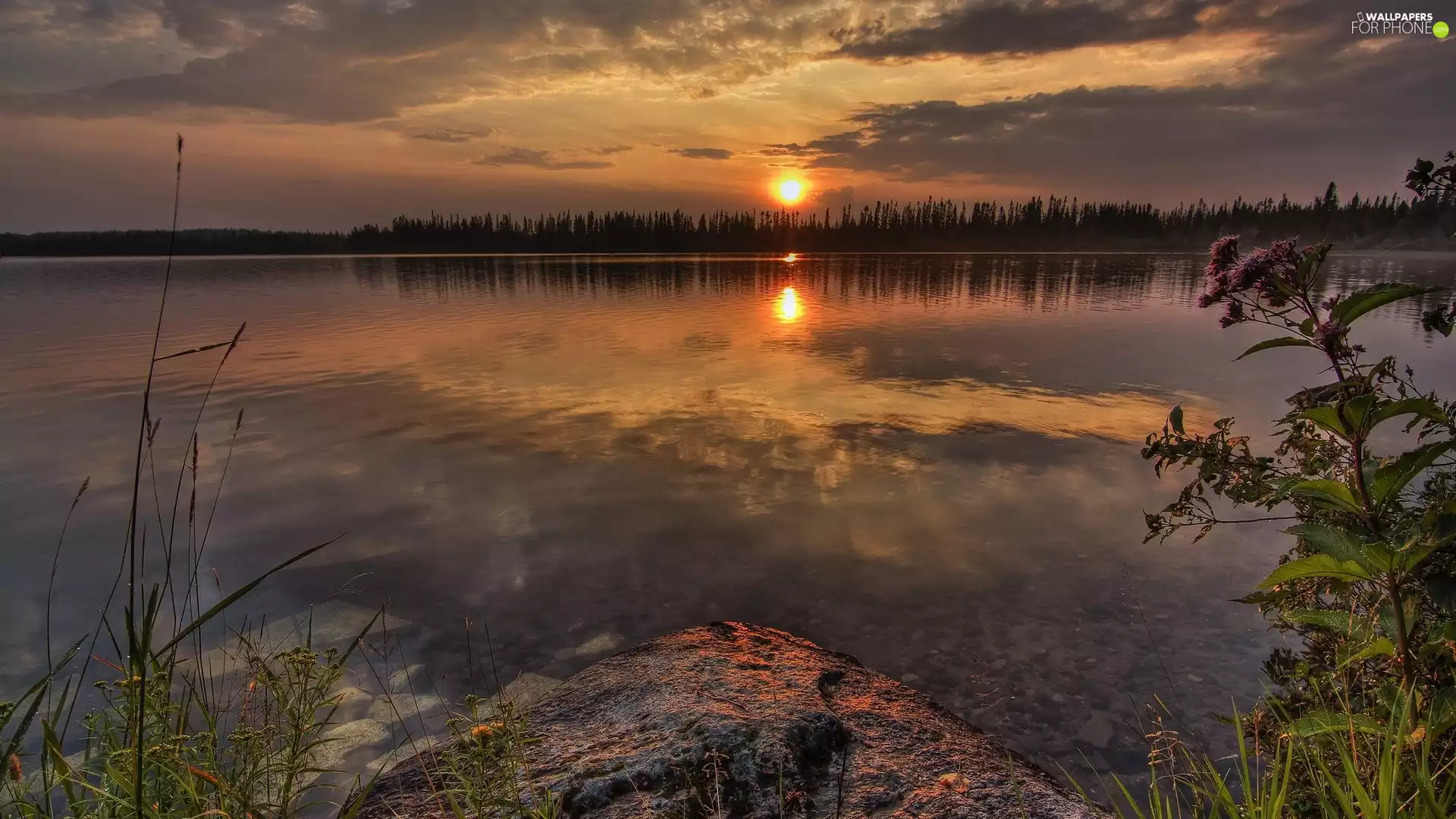Plants, lake, Great Sunsets